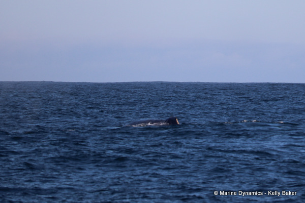 Humpback whale, South Africa