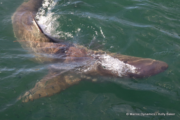 Bronze whaler shark, South Africa
