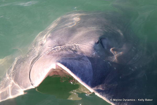 Short-tail stingray, South Africa