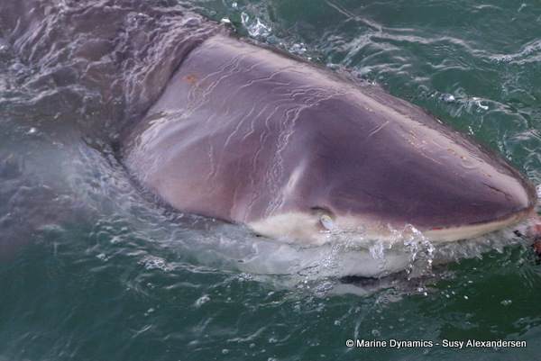 Bronze whaler shark, South Africa