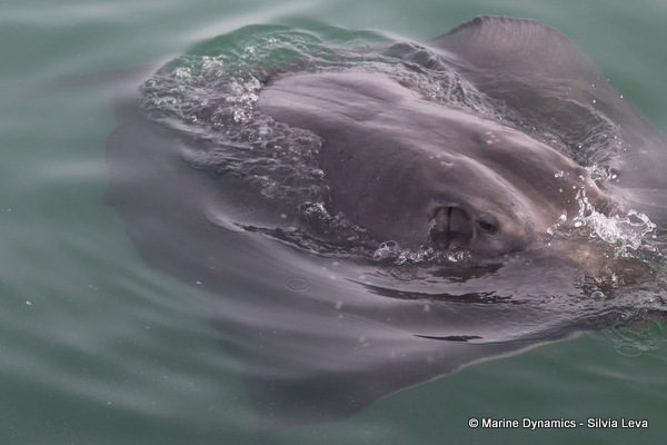 Short-tail stingray, South Africa