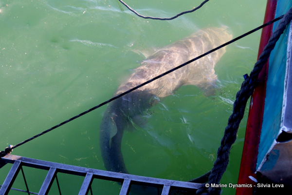 Broadnose sevengill shark, South Africa