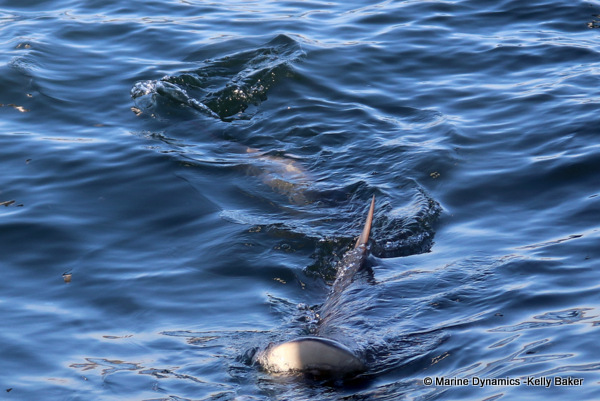 Bronze whaler shark, South Africa