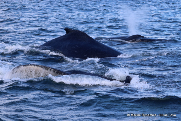 Humpback whales, South Africa