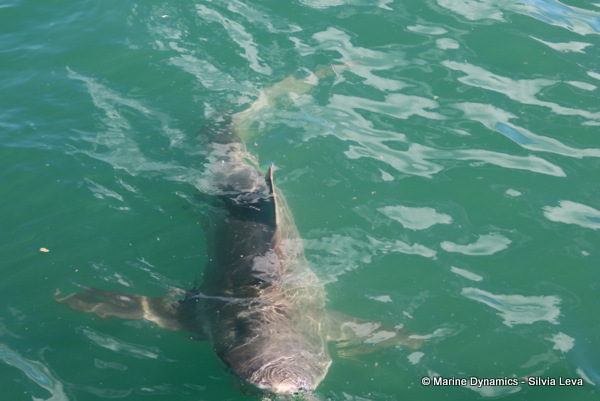 Bronze whaler shark, South Africa