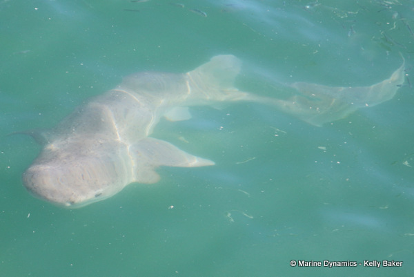 Shark cage diving, South Africa