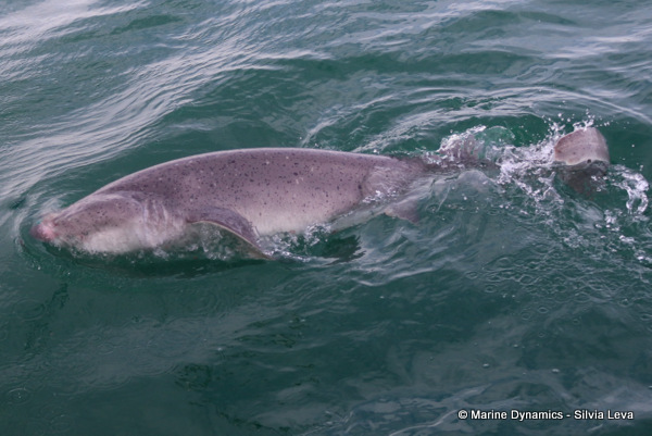 broadnose sevengill shark, South Africa