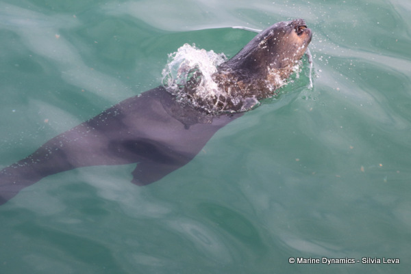 cape fur seal, South Africa