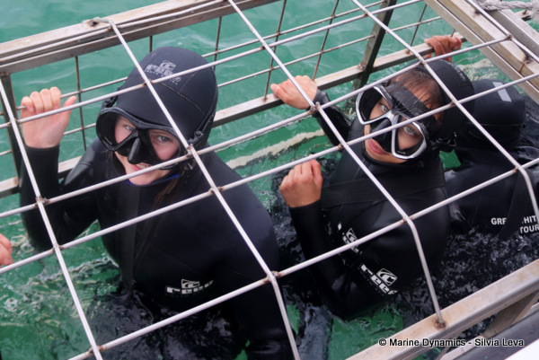 Shark cage diving, South Africa