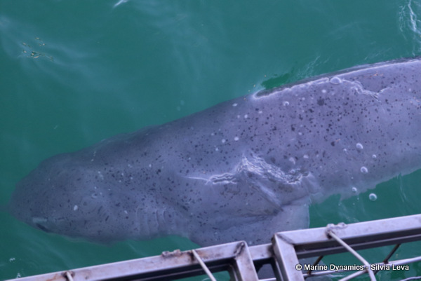 broadnose sevengill shark, South Africa