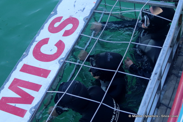 Shark cage diving, South Africa