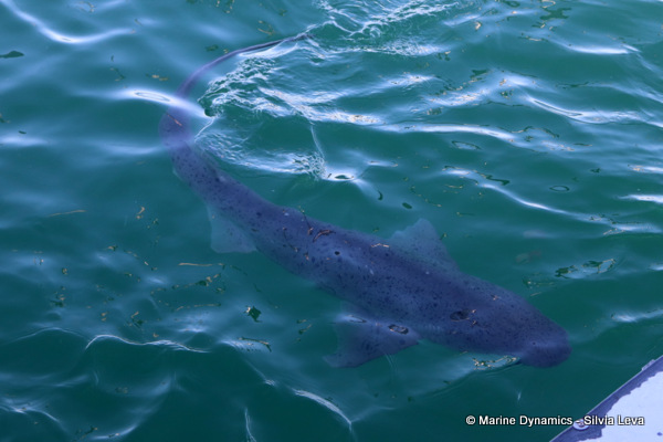 Broadnose sevengill shark, South Africa