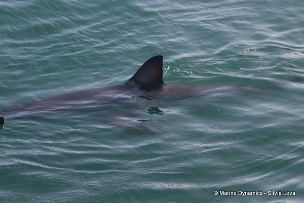 Great white shark, South Africa