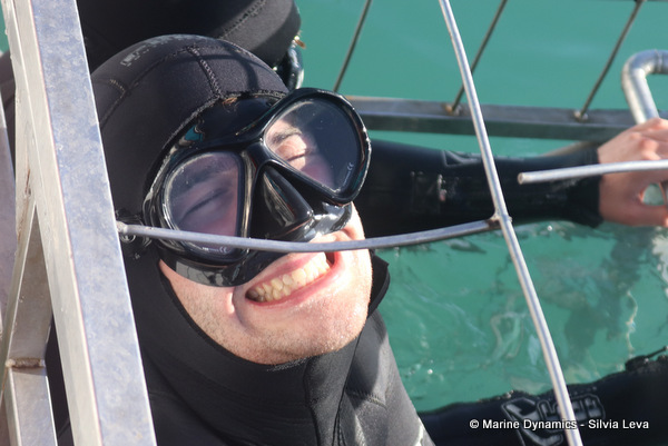 Shark cage diving, South Africa
