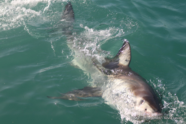 Great white shark, South Africa
