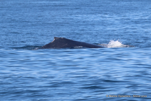 Humpback whale, South Africa