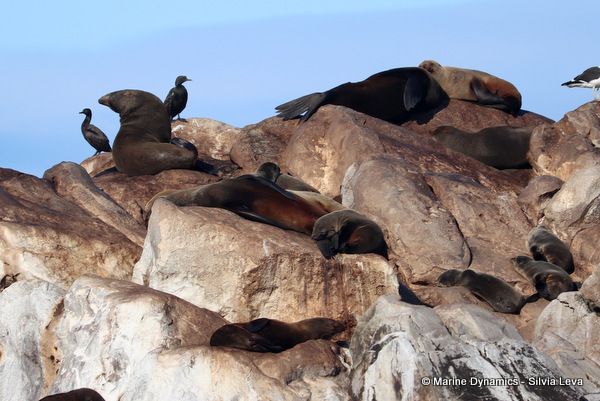 Cape fur seal, South Africa