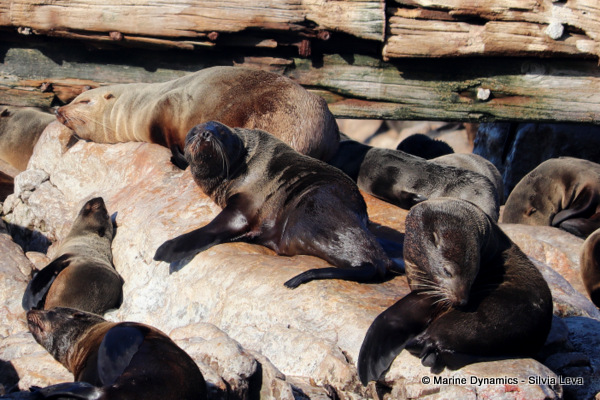 Cape fur seal, South Africa