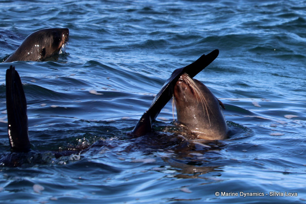 Cape fur seal, South Africa