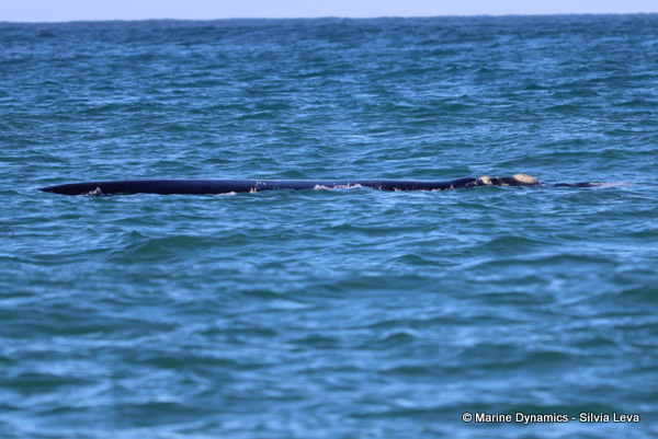 Southern Right Whale, South Africa