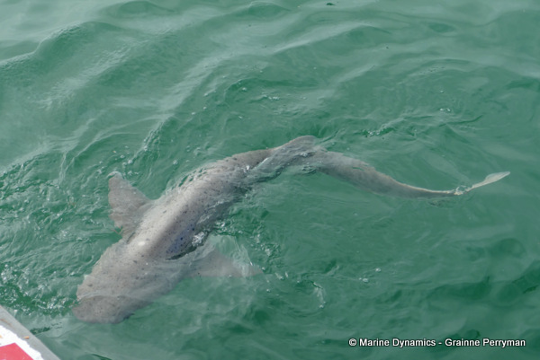 7gill shark, South Africa