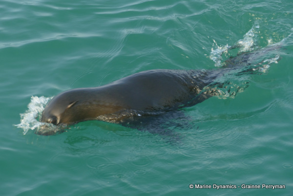 Cape fur seal, South Africa