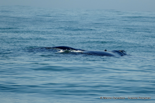 Southern right whale, South Africa