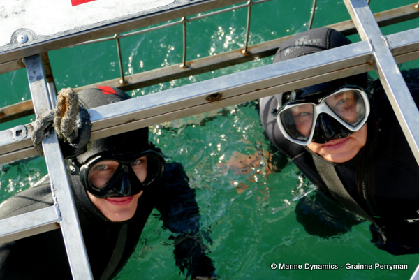 Shark cage diving, South Africa