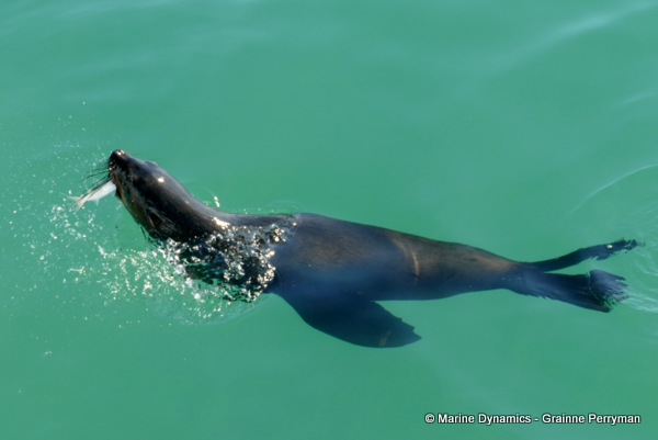 Cape fur seal, South Africa