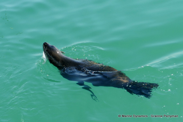 Cape fur seal, South Africa