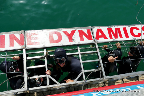 Shark cage diving, South Africa