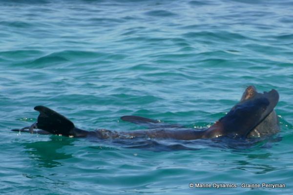Cape fur seal, South Africa