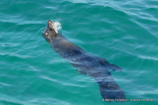 Cape fur seal, South Africa