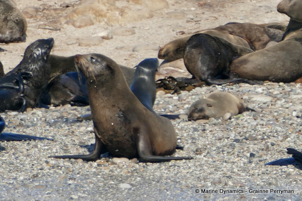 Cape fur seal, South Africa