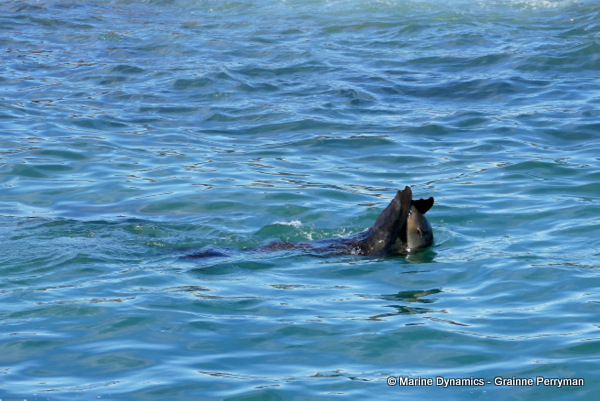 Cape fur seal, South Africa