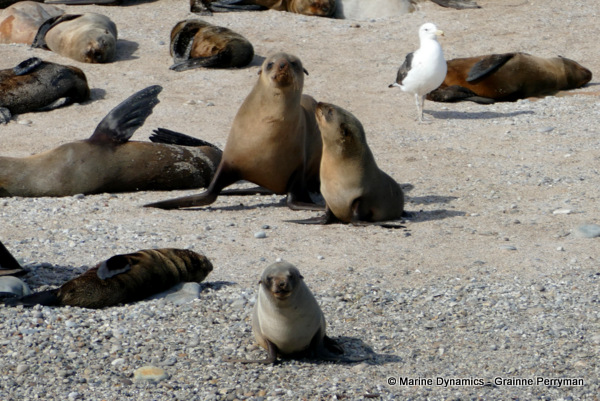 Cape fur seal, South Africa