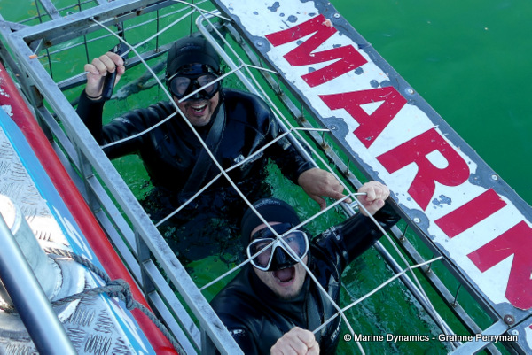 Shark cage diving, South Africa
