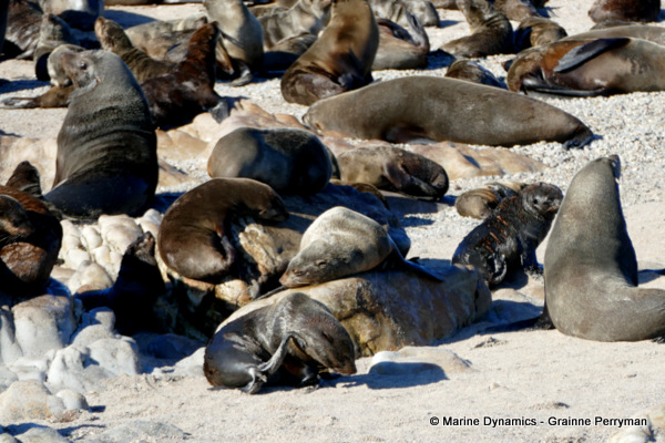 Cape fur seal, South Africa