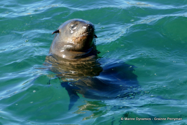 Cape fur seal, South Africa
