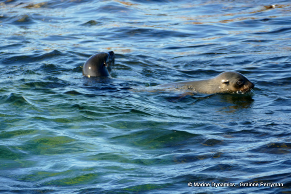 Cape fur seal, South Africa