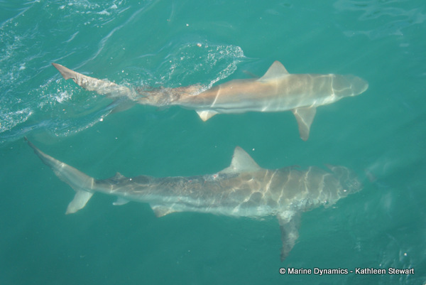 Bronze whaler shark, South Africa