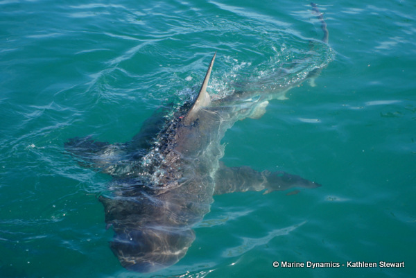 Bronze whaler shark, South Africa