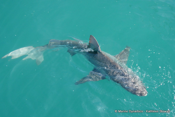 Bronze whaler shark, South Africa