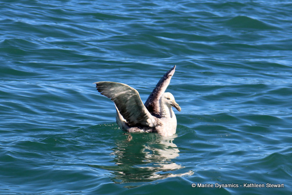 Giant Petrel, South Africa