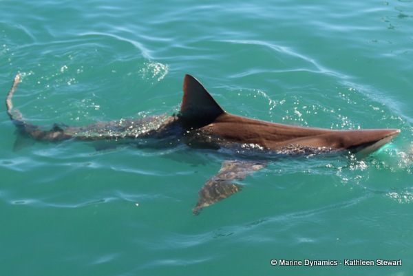 Bronze whaler shark, South Africa