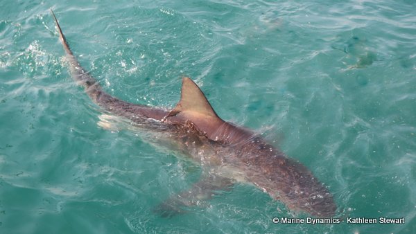 Bronze Whaler Shark, South Africa