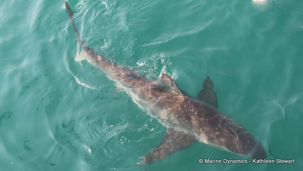 Bronze Whaler Shark, South Africa