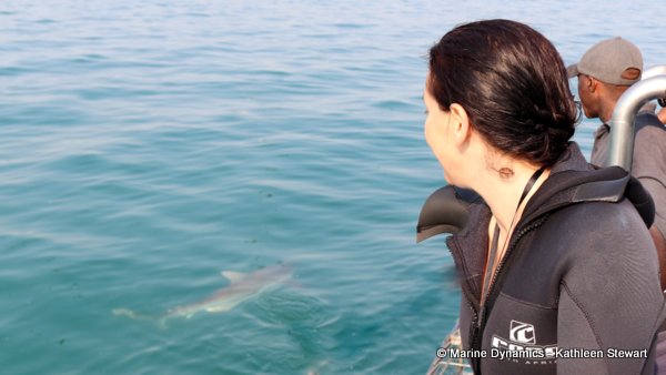 Shark Cage Diving, South Africa