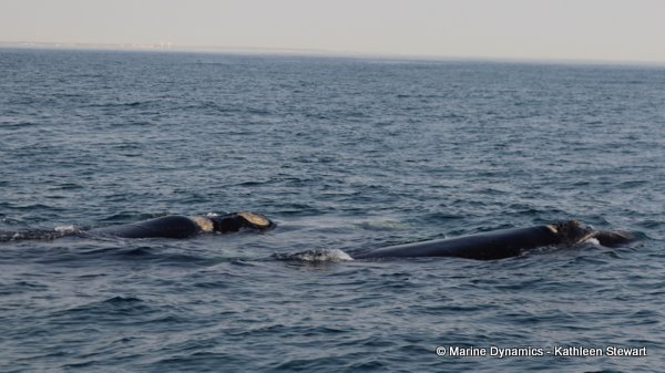 Southern Right Whale, South Africa