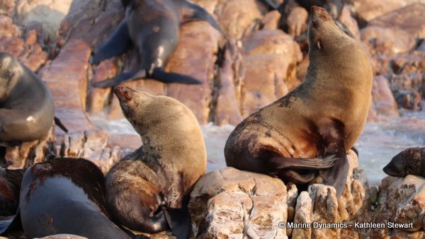 Cape Fur Seal, South Africa